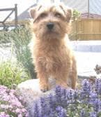 Norfolk Terrier