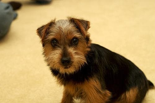 Norfolk Terrier