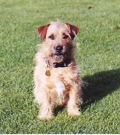 Norfolk Terrier
