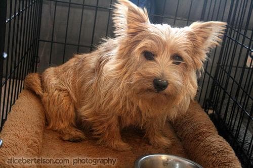 Norwich Terrier