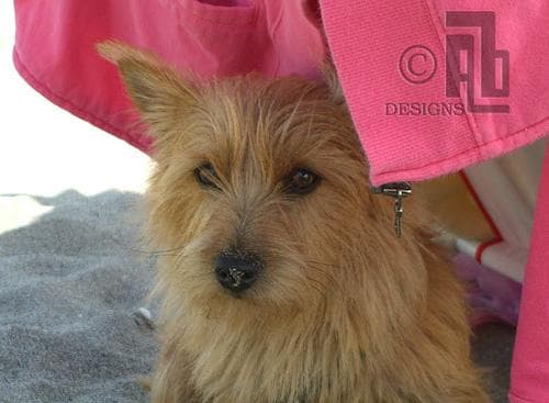 Norwich Terrier