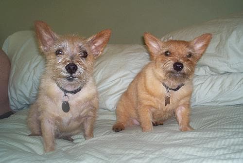 Norwich Terrier