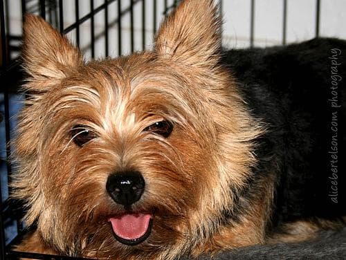 Norwich Terrier