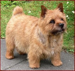 Norwich Terrier