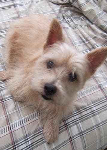 Norwich Terrier