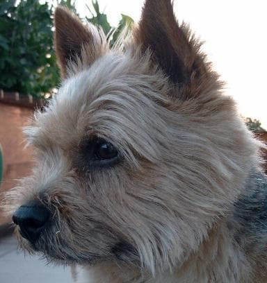 Norwich Terrier