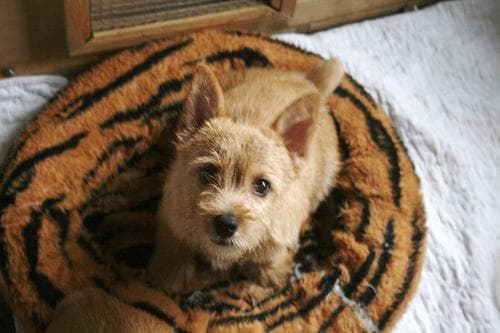 Norwich Terrier