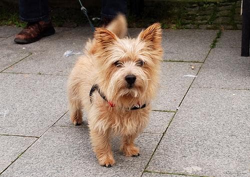 Norwich Terrier