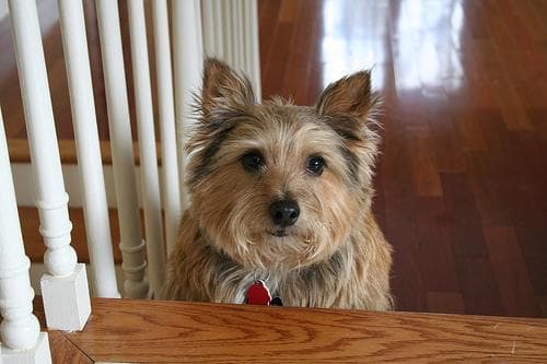 Norwich Terrier