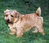 Norwich Terrier