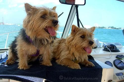 Norwich Terrier