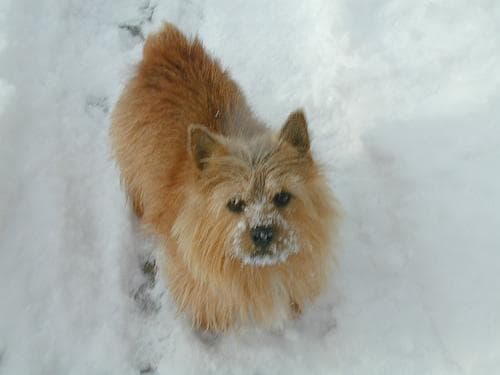 Norwich Terrier