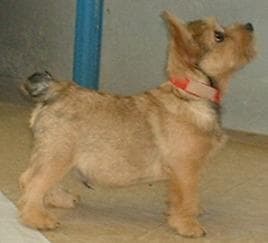 Norwich Terrier