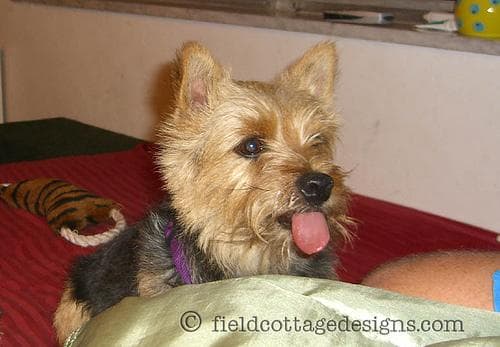 Norwich Terrier