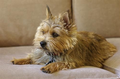 Norwich Terrier