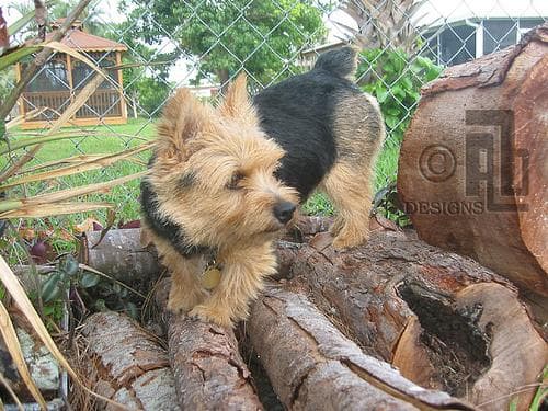 Norwich Terrier