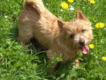 Norwich Terrier