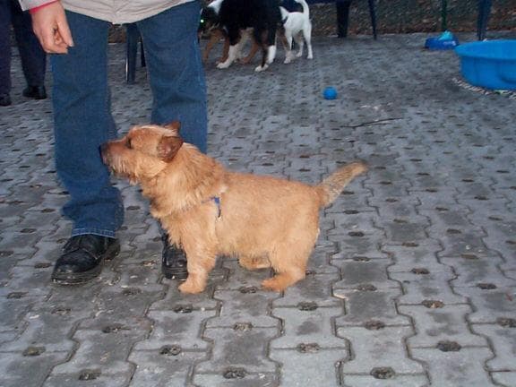 Norwich Terrier