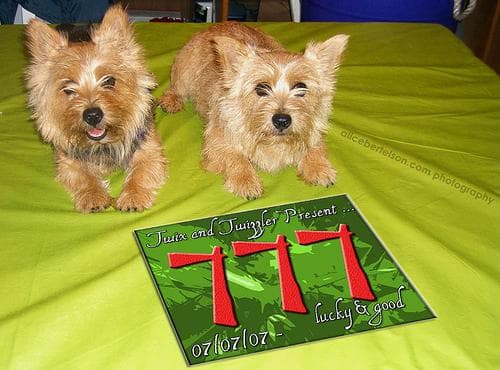 Norwich Terrier