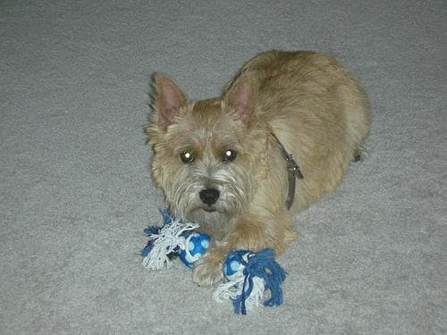 Norwich Terrier