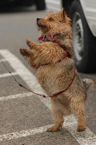 Norwich Terrier