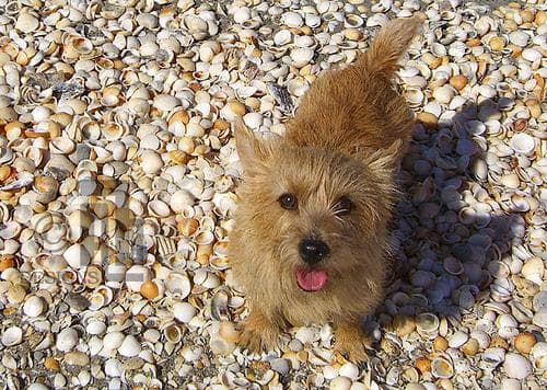 Norwich Terrier