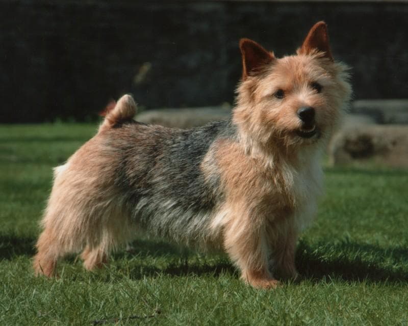 Norwich Terrier