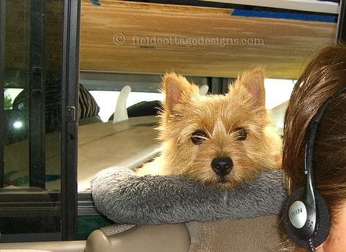 Norwich Terrier