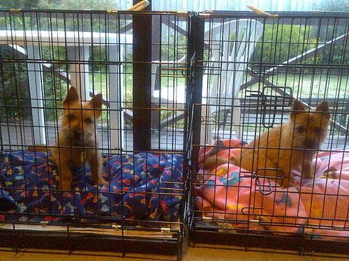 Norwich Terrier