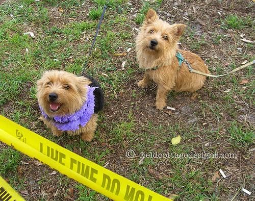Norwich Terrier