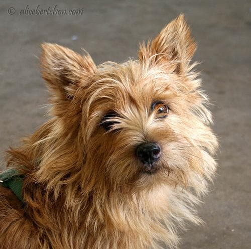 Norwich Terrier
