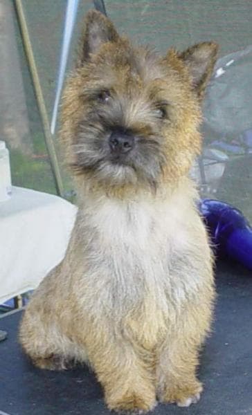Norwich Terrier