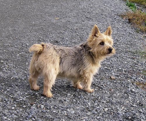 Norwich Terrier