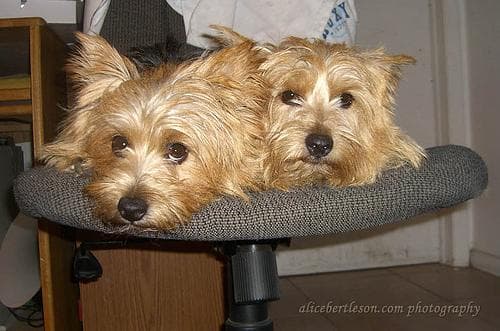 Norwich Terrier