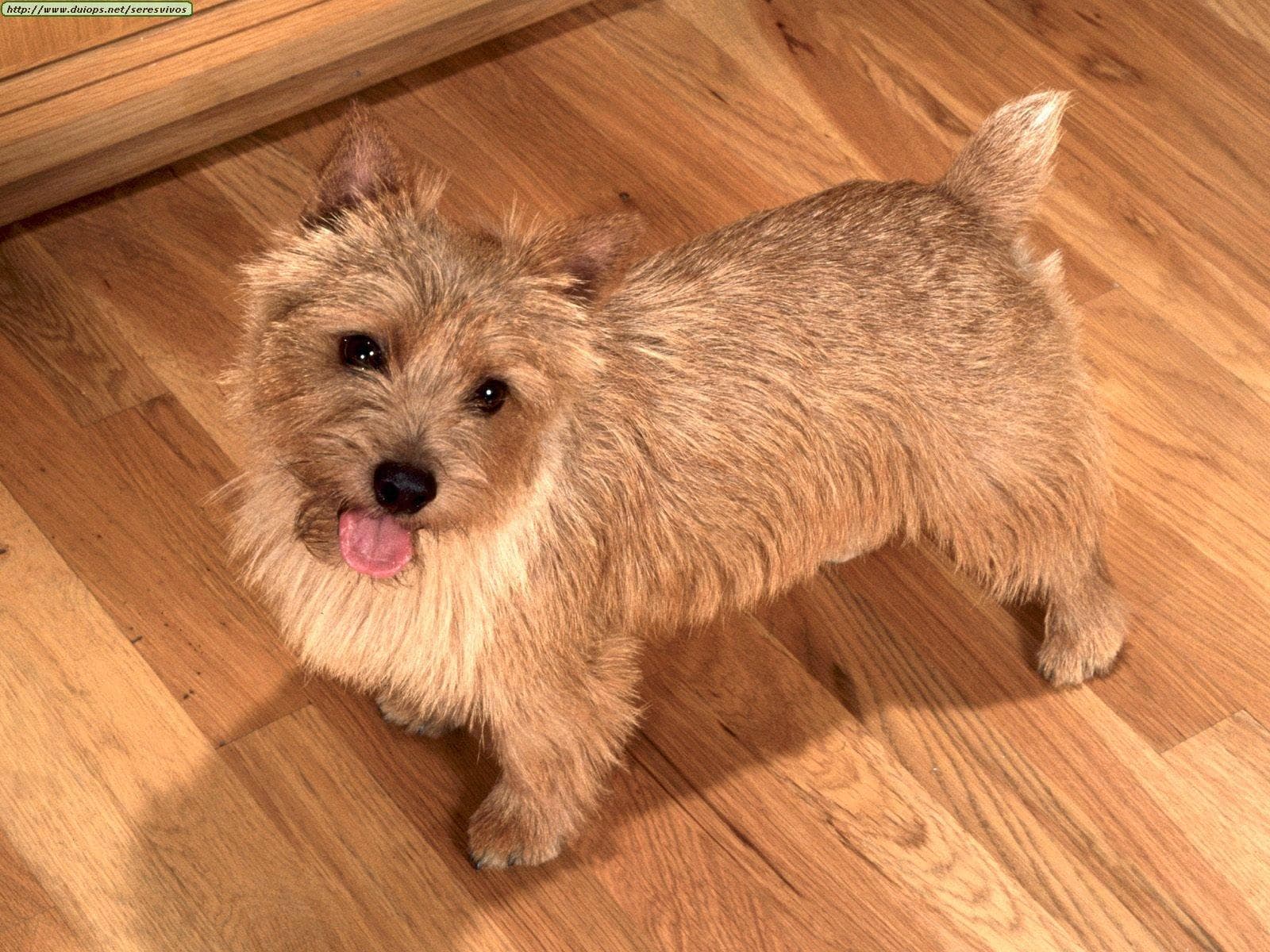 Norwich Terrier