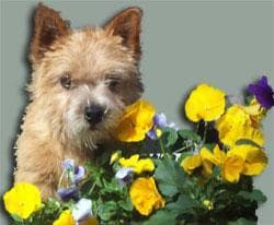 Norwich Terrier