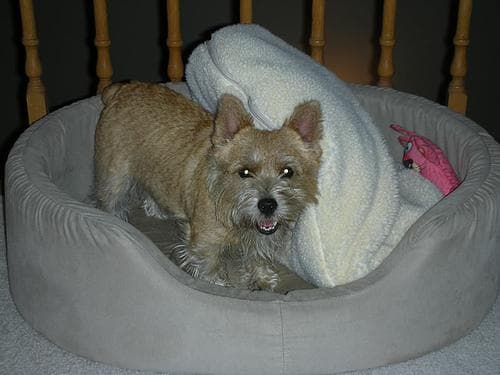 Norwich Terrier