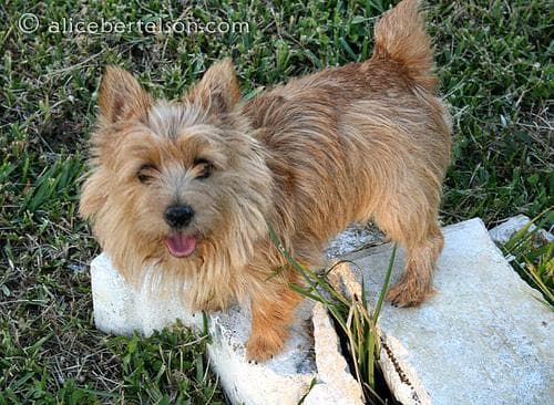 Norwich Terrier