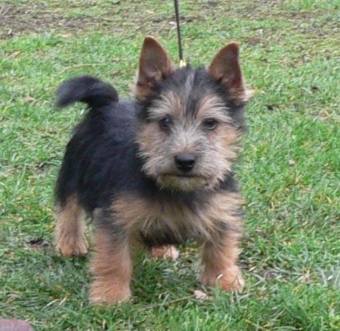 Norwich Terrier