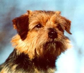 Norwich Terrier