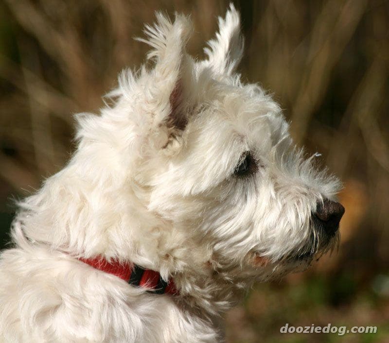 Norwich Terrier