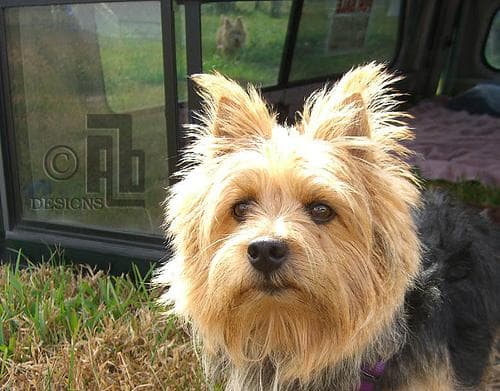 Norwich Terrier