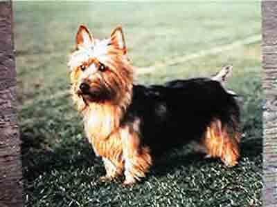Norwich Terrier