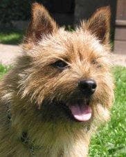 Norwich Terrier