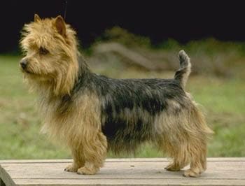 Norwich Terrier
