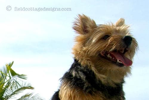 Norwich Terrier