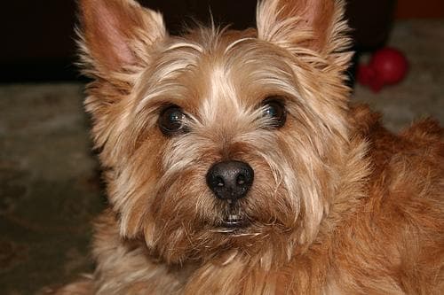 Norwich Terrier