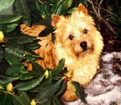 Norwich Terrier