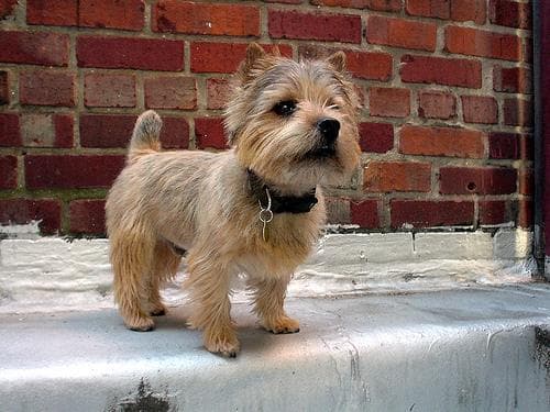Norwich Terrier