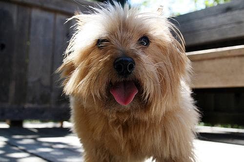 Norwich Terrier